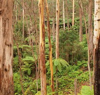 Cycle Mogo State Forest - Accommodation Brunswick Heads