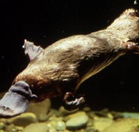 Platypus Pool - Accommodation Brunswick Heads