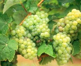 Red Tail Wines - Accommodation Brunswick Heads 0