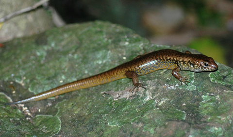 Boorganna Nature Reserve - Accommodation Brunswick Heads 1