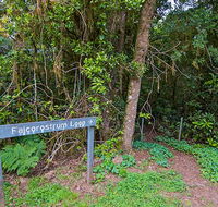 Falcorostrum loop walking track - Accommodation Brunswick Heads