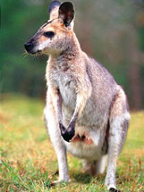 Venman Bushland National Park - Accommodation Brunswick Heads 0