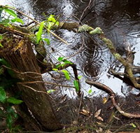 Mogo Bushwalk - Accommodation Brunswick Heads