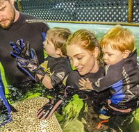 Irukandji Shark and Ray Encounters - Accommodation Brunswick Heads