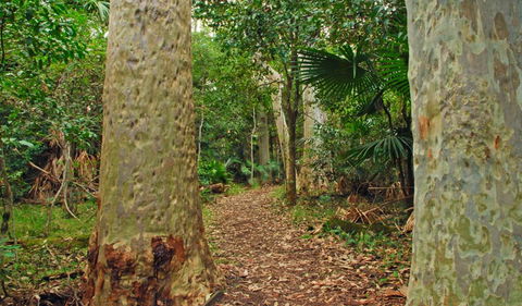 Depot Beach Rainforest Walk - Accommodation Brunswick Heads 0