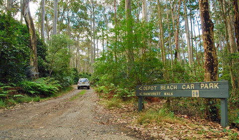 Depot Beach Rainforest Walk - Accommodation Brunswick Heads 1
