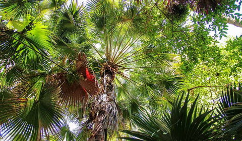 Depot Beach Rainforest Walk - Accommodation Brunswick Heads 2