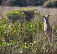 Murramarang Aboriginal Area walking track - Accommodation Brunswick Heads