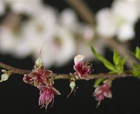Fruit Salad Tree Company - Accommodation Brunswick Heads 1