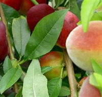 Fruit Salad Tree Company - Accommodation Brunswick Heads