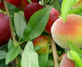 Fruit Salad Tree Company - Accommodation Brunswick Heads 0