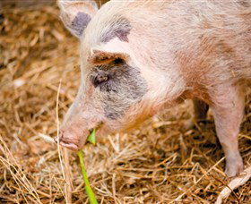 Accommodation Brunswick Heads