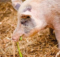 Djanbung Permaculture Gardens - Accommodation Brunswick Heads