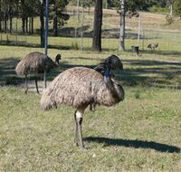 Glen Ian Ostrich and Emu Farm - Accommodation Brunswick Heads