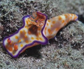 Curtain Artificial Reef Dive Site - Accommodation Brunswick Heads 0