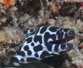 Curtain Artificial Reef Dive Site - Accommodation Brunswick Heads 2