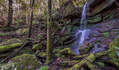 Coorabakh National Park - Accommodation Brunswick Heads 0