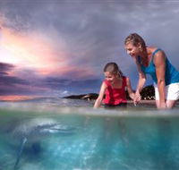 Tangalooma Dolphin Feeding - Accommodation Brunswick Heads