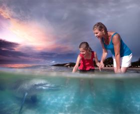 Tangalooma Dolphin Feeding - Accommodation Brunswick Heads 0