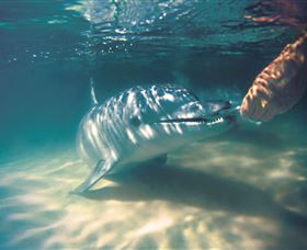 Tangalooma Dolphin Feeding - Accommodation Brunswick Heads 1