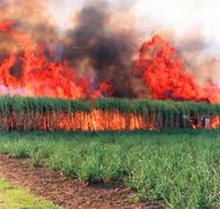 Reeves Family Sugar Cane Farm - Accommodation Brunswick Heads