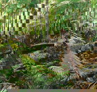 Wollumbin-Mount Warning National Park - Accommodation Brunswick Heads