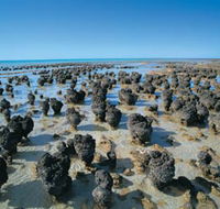 Hamelin Pool Stromatolites - Accommodation Brunswick Heads