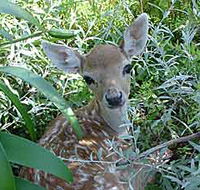 Mesopotamia Lodge Deer Park - Accommodation Brunswick Heads