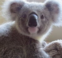 Koala Care Centre in Lismore - Accommodation Brunswick Heads