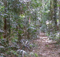 Big Scrub loop walking track - Accommodation Brunswick Heads