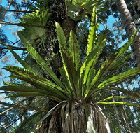 Whian Whian State Conservation Area - Accommodation Brunswick Heads