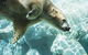 Australia's Sea World - thumb 0