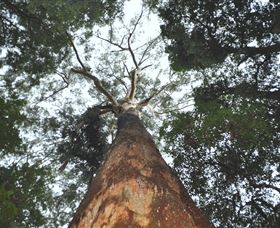 Bird Tree And Benaroon - Accommodation Brunswick Heads 1