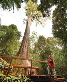 Old Bottlebutt - Accommodation Brunswick Heads 0
