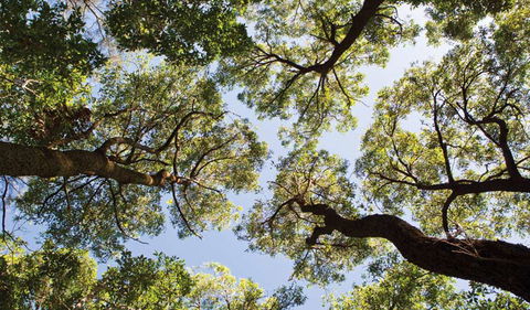 Coffs Coast Regional Park - Accommodation Brunswick Heads 2