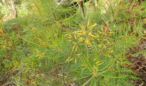 Kinchela Trig Lookout Walk - Accommodation Brunswick Heads 1