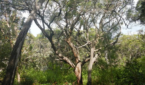 Kinchela Trig Lookout Walk - Accommodation Brunswick Heads 2