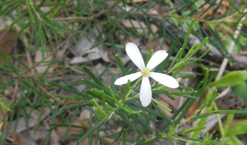 Kinchela Trig Lookout Walk - Accommodation Brunswick Heads 3