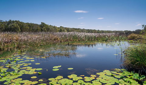 Tyagarah Nature Reserve - Accommodation Brunswick Heads 1