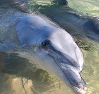 Dolphins of Monkey Mia - Accommodation Brunswick Heads