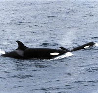 Killer Whale Trail - Accommodation Brunswick Heads
