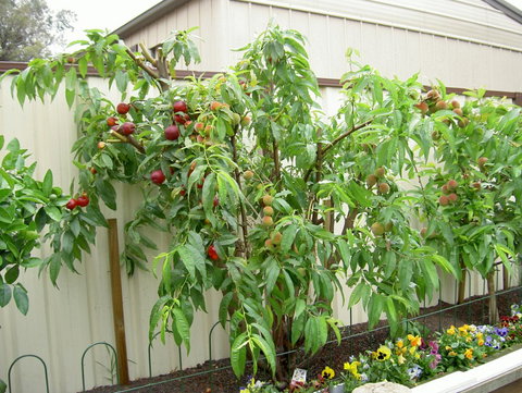 Fruit Salad Tree Company - Accommodation Brunswick Heads 4