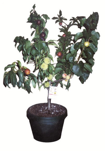 Fruit Salad Tree Company - Accommodation Brunswick Heads 5