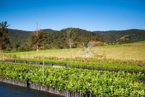 Fruit Salad Tree Company - Accommodation Brunswick Heads 6