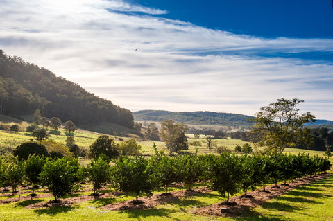 Fruit Salad Tree Company - Accommodation Brunswick Heads 7