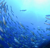 Cape Byron Marine Park - Accommodation Brunswick Heads