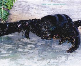 Lobster Ponds - Accommodation Brunswick Heads 2