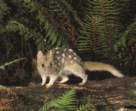 Tarkine Forest Reserve - Accommodation Brunswick Heads 0