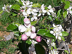Avro Park Orchards - Accommodation Brunswick Heads 0