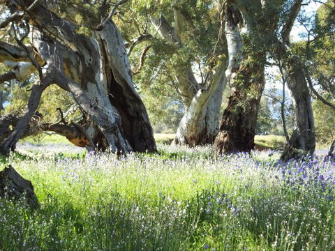 Aussie Heritage Tours - Accommodation Brunswick Heads 4